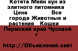 Котята Мейн-кун из элитного питомника › Цена ­ 20 000 - Все города Животные и растения » Кошки   . Пермский край,Чусовой г.